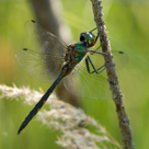 Somatochlora flavomaculata